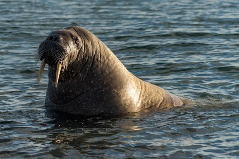 Walrus (Odobenus rosmarus)