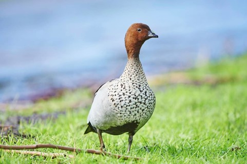 Australian wood duck (Chenonetta jubata)
