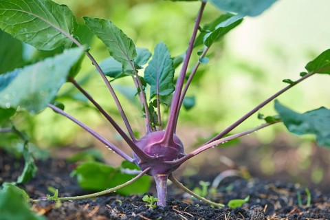 German turnip or turnip cabbage (Brassica oleracea) in a vegetable patch
