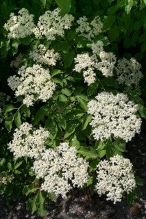 Elder (Sambucus nigra)