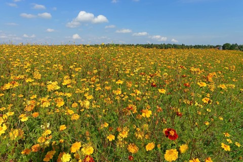 Yellow Marigolds (Tagetes) as green manure on a field