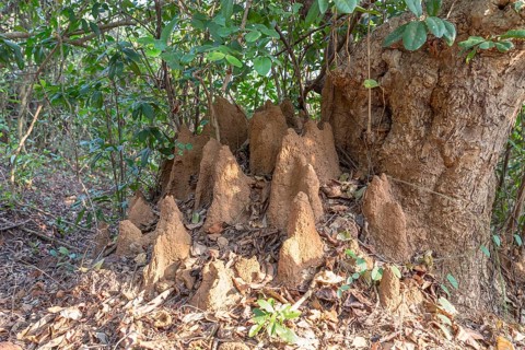Termite mound in jungle
