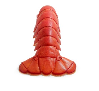 Lobster tail from behind