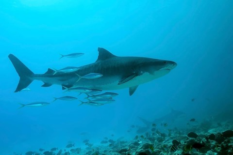 Tiger Shark (Galeocerdo cuvier)