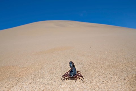 Transvaal thick-tailed scorpion (Parabuthus transvaalicus) in Sand Desert