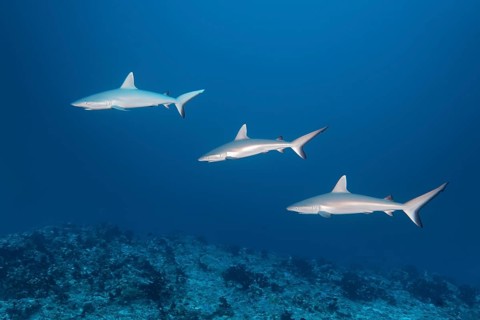 Group
