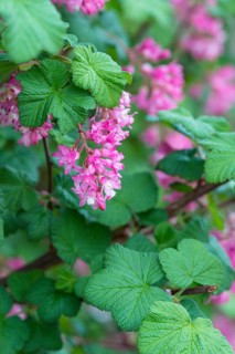 Flowering currant (Ribes sanguineum)