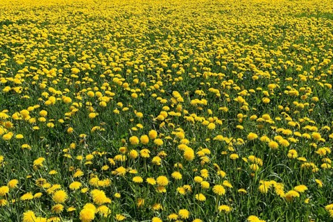 Dandelion meadow (Taraxacum sect. Ruderalia)