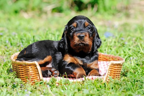Gordon Setter