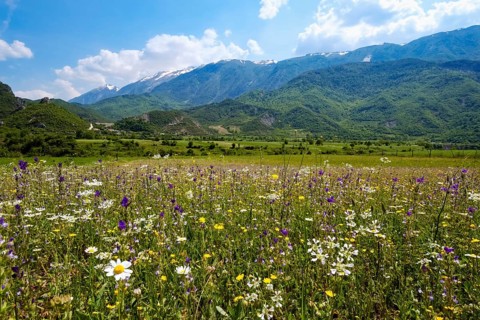 Flower meadow in the Vjosa valley
