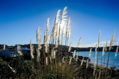Pampas grass (Cortaderia selloana) above Oneroa Bay