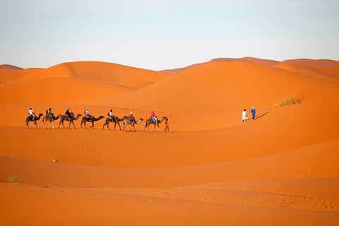 Dromedaries (Camelus dromedarius)