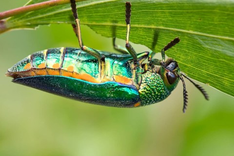 Jewel beetle (Buprestidae) feeds on a leave