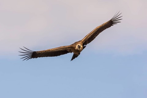 Griffon vulture (Gyps fulvus) in flight