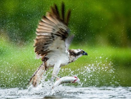Osprey (Pandion haliaetus) hunting on the water