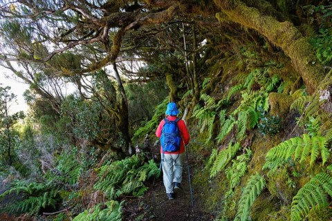 Woman hiking on forest trail in the cloud forest