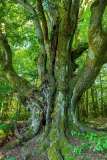 Old Common beech (Fagus sylvatica)