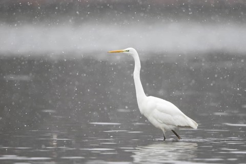 Great egret (Ardea alba) strides in the water