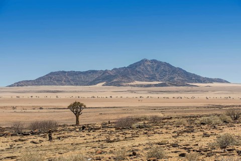 Desert-like landscape with Quiver tree (Aloe dichotoma)