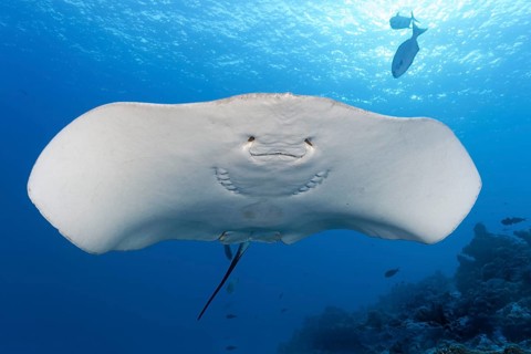 Pink whipray (Himantura fai) from below