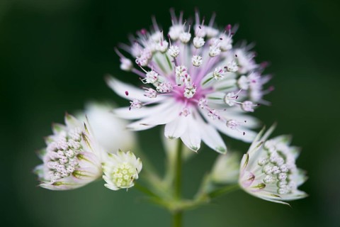 Astrantia major (Astrantia major)