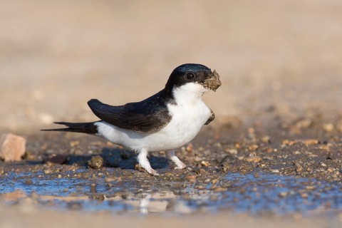 Common house martin (Delichon urbicum)