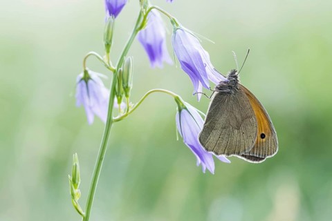 Meadow brown (Maniola jurtina) on Spreading Bellflower (Campanula patula)