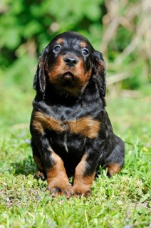 Gordon Setter