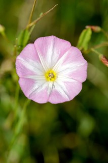 Field bindweed (Convolvulus arvensis)