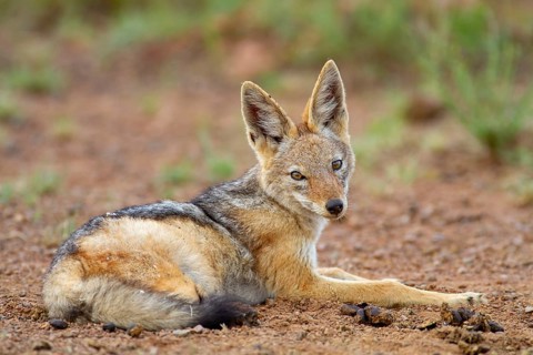 Black-backed Jackal (Canis mesomelas)