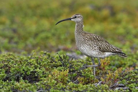Whimbrel (Numenius phaeopus)