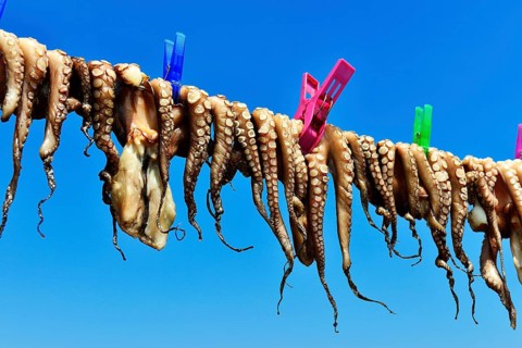 Hanged octopus dries on leash
