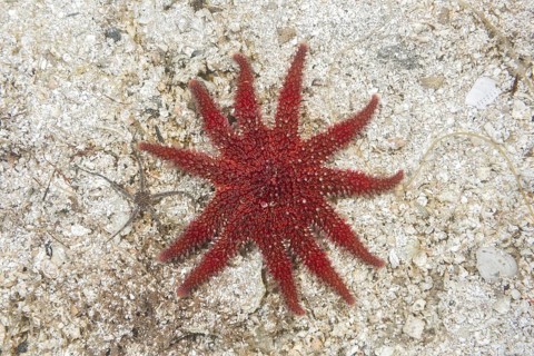 Common Sun Star (Crossaster papposus) on sandy bottom