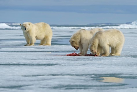 Polar bears (Ursus maritimus)
