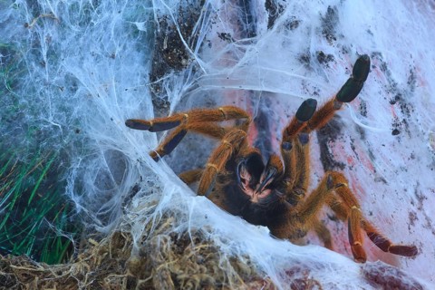 King Baboon Tarantula (Pelinobius muticus) in her burrow