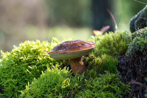 Bay bolete (Imleria badia)