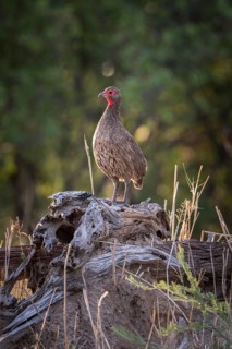 Swainson's spurfowl (Francolinus swainsonii) is standing on deadwood