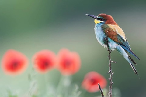 Bee-eater (Merops apiaster)