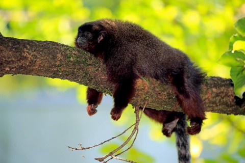 Coppery titi (Plecturocebus cupreus)