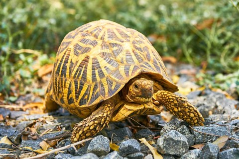 Indian Star Tortoise (Geochelone elegans)
