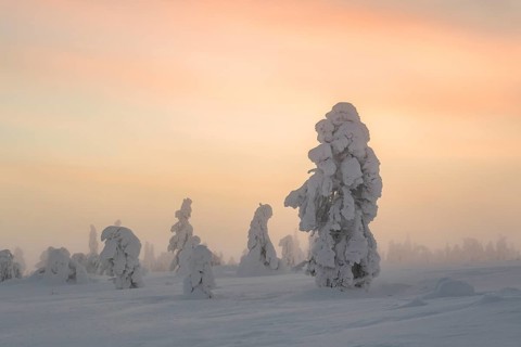 Snowy trees at sunset