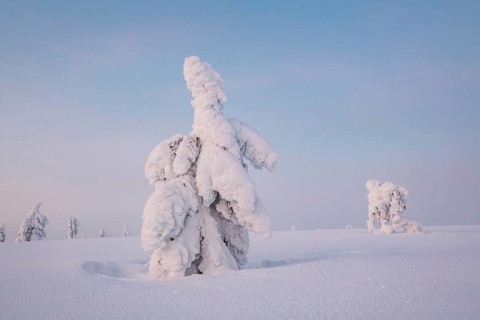 Snowy trees