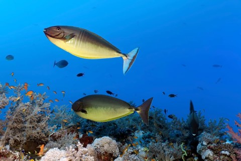 Two Bluetail Unicornfish (Naso hexacanthus) over coral reef