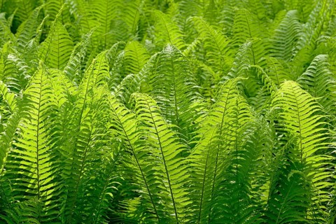 Ostrich Fern (Matteuccia struthiopteris)