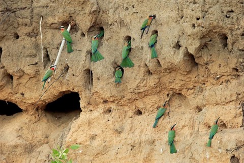 Little Bee-eaters (Merops pusillus)