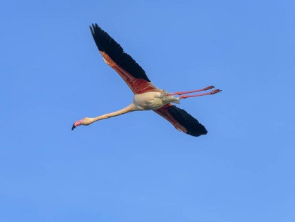 Greater flamingo (Phoenicopterus roseus)