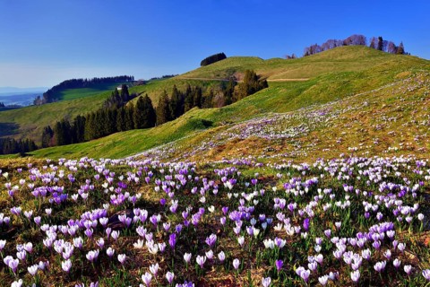 Meadow with flowering Crocuses (Crocus) on the Ramisgummen in Emmental