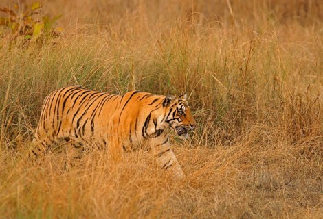Bengal tiger (Panthera tigris tigris)