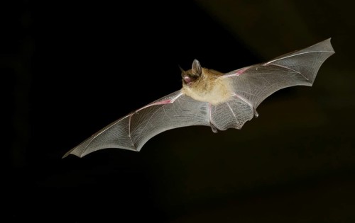 Geoffroy's bat (Myotis emarginatus) in flight at night