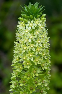 Flower of Giant pineapple lily (Eucomis pallidiflora)